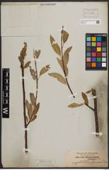 Foto von Salix blumhardtiana  Schimp. ex Hochst.